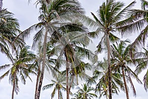 Palm Coconut Trees Nature Landscapes Plants Generic Vegetation In Malindi Kilifi County Coastal Region In Kenya East African