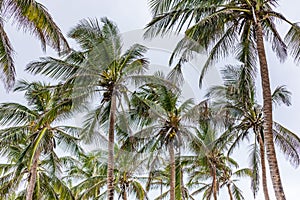 Palm Coconut Trees Nature Landscapes Plants Generic Vegetation In Malindi Kilifi County Coastal Region In Kenya East African