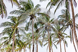 Palm Coconut Trees Nature Landscapes Plants Generic Vegetation In Malindi Kilifi County Coastal Region In Kenya East African