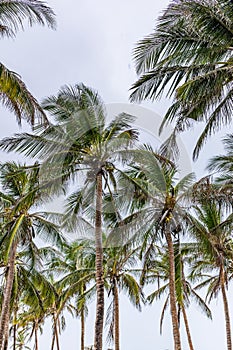 Palm Coconut Trees Nature Landscapes Plants Generic Vegetation In Malindi Kilifi County Coastal Region In Kenya East African