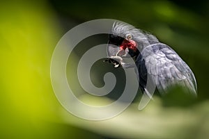 Palm coctatoo in the nature park