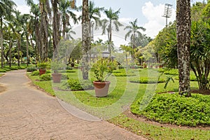 Palm collection in Ñity park in Kuching, Malaysia, tropical garden with large trees and lawns