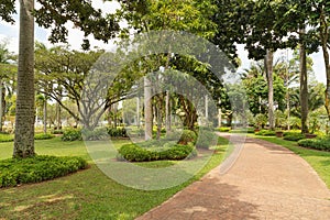 Palm collection in Ñity park in Kuching, Malaysia, tropical garden with large trees and lawns