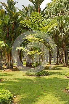 Palm collection in Ñity park in Kuching, Malaysia, tropical garden with large trees and lawns