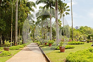 Palm collection in Ñity park in Kuching, Malaysia, tropical garden with large trees and lawns