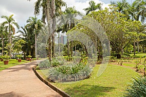 Palm collection in Ñity park in Kuching, Malaysia, tropical garden with large trees and lawns