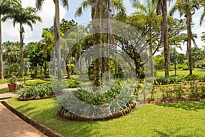 Palm collection in Ñity park in Kuching, Malaysia, tropical garden with large trees and lawns