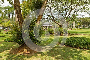 Palm collection in Ñity park in Kuching, Malaysia, tropical garden with large trees and lawns