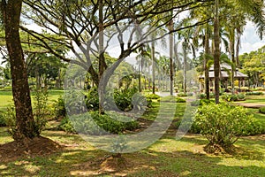 Palm collection in Ñity park in Kuching, Malaysia, tropical garden with large trees and lawns