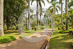 Palm collection in Ñity park in Kuching, Malaysia, tropical garden with large trees and lawns