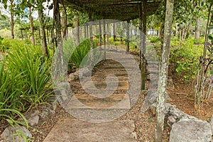 Palm collection in Ñity park in Kuching, Malaysia, tropical garden with large trees and lawns, pergola