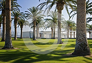 Palm Court, Orange County Great Park, California photo