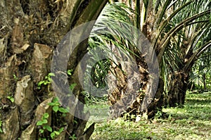 Palm Crop Day Outdoor Farm