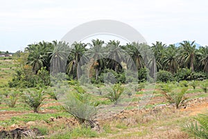 Palm cultivation