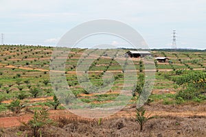 Palm cultivation