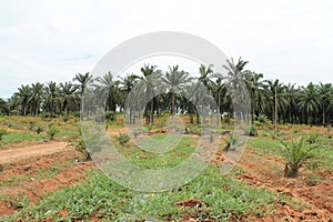 Palm cultivation