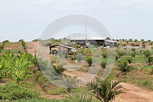 Palm cultivation farmer work house