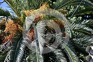 Palm date close-up crown branches, foliage and fruit.