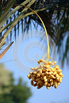 Palm dates