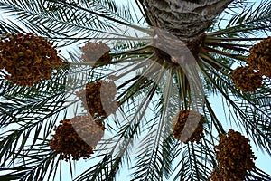 Palm Dates