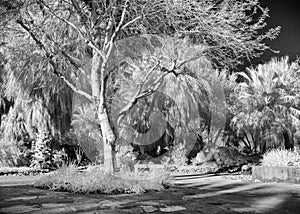 Palm Desert garden park scene, infrared