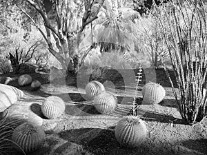 Palm Desert garden park scene, infrared