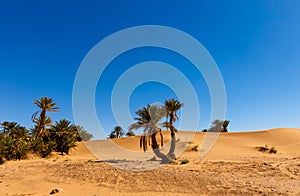 Palm in the desert oasis, morocco