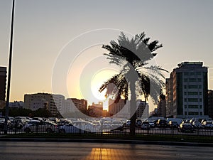 Palm in dubai