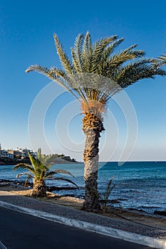 Palm duo on the sidewalk along the ocean