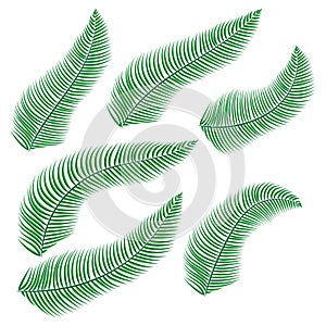 Palm dypsis on white background. Isolated vector design. Abstract color background. Summer beach floral design. Tropical