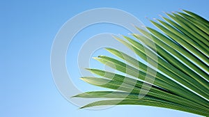 palm e leaf