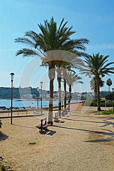 Palm in Elie Levy square in Antibes