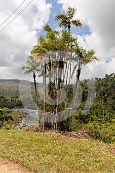 Palm endemica pajua and sign with the palm name and river in the backgraund in alejandro de humboldt national park near baracoa cu photo