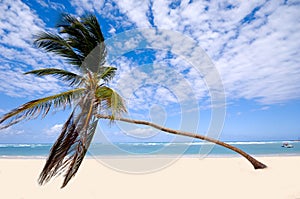 Palm on exotic beach