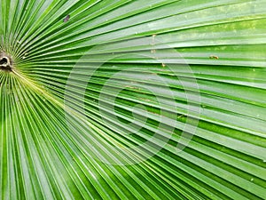 Palm family leaf texture background