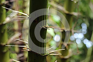 Palm family plant in tropical zone with long sharp dangerous thorn