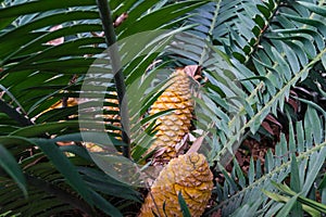 Palm fern cycad