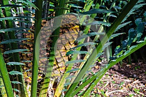 Palm fern cycad