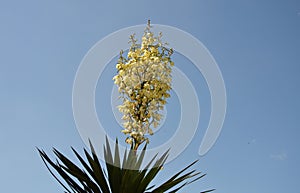 A palm flower on a blue background of blue. sky