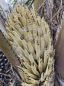 Palm Flower was bloom photo