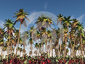 Palm forest