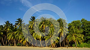 Palm forest in Andamans