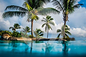 Palm forest,Barbados