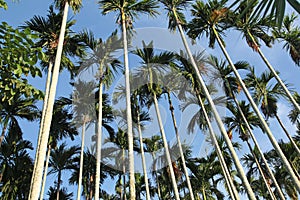 Palm forest blue sky tropical