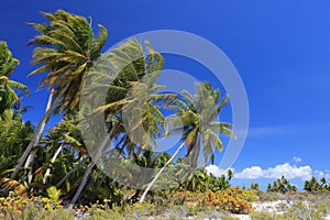 Palm forest, Christmas Island, Kiribati