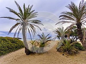 Palm forest in Crete