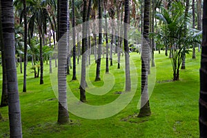 Palm forest in Loro Park