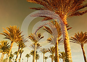 Palm forest at sunset