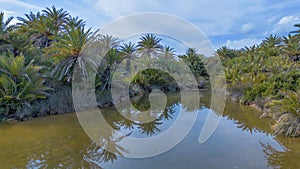 The palm forest Vai in Crete