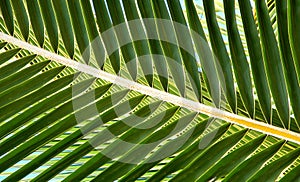 Palm Fron Abstract photo